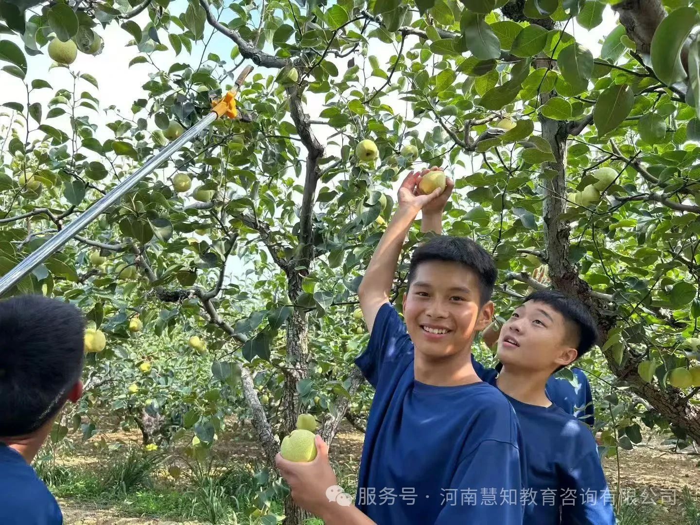 河南慧知 · 梨园采摘